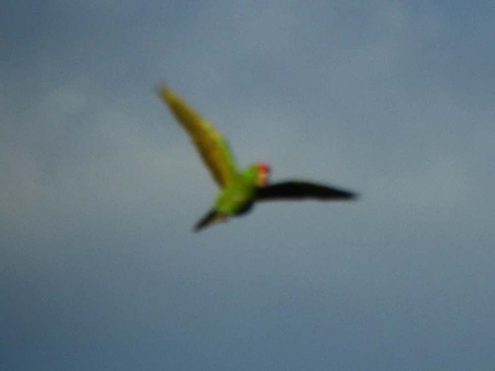 Scarlet-fronted Parakeet - ML645492029