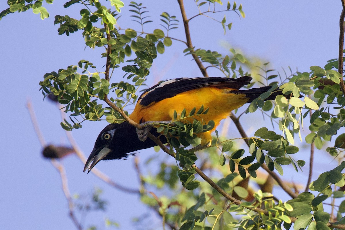 Venezuelan Troupial - ML645492031