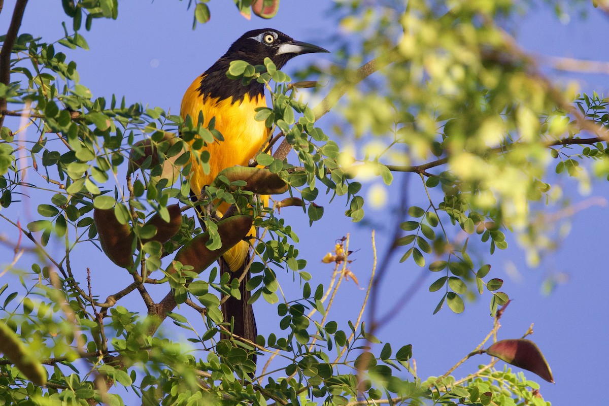 Venezuelan Troupial - ML645492032