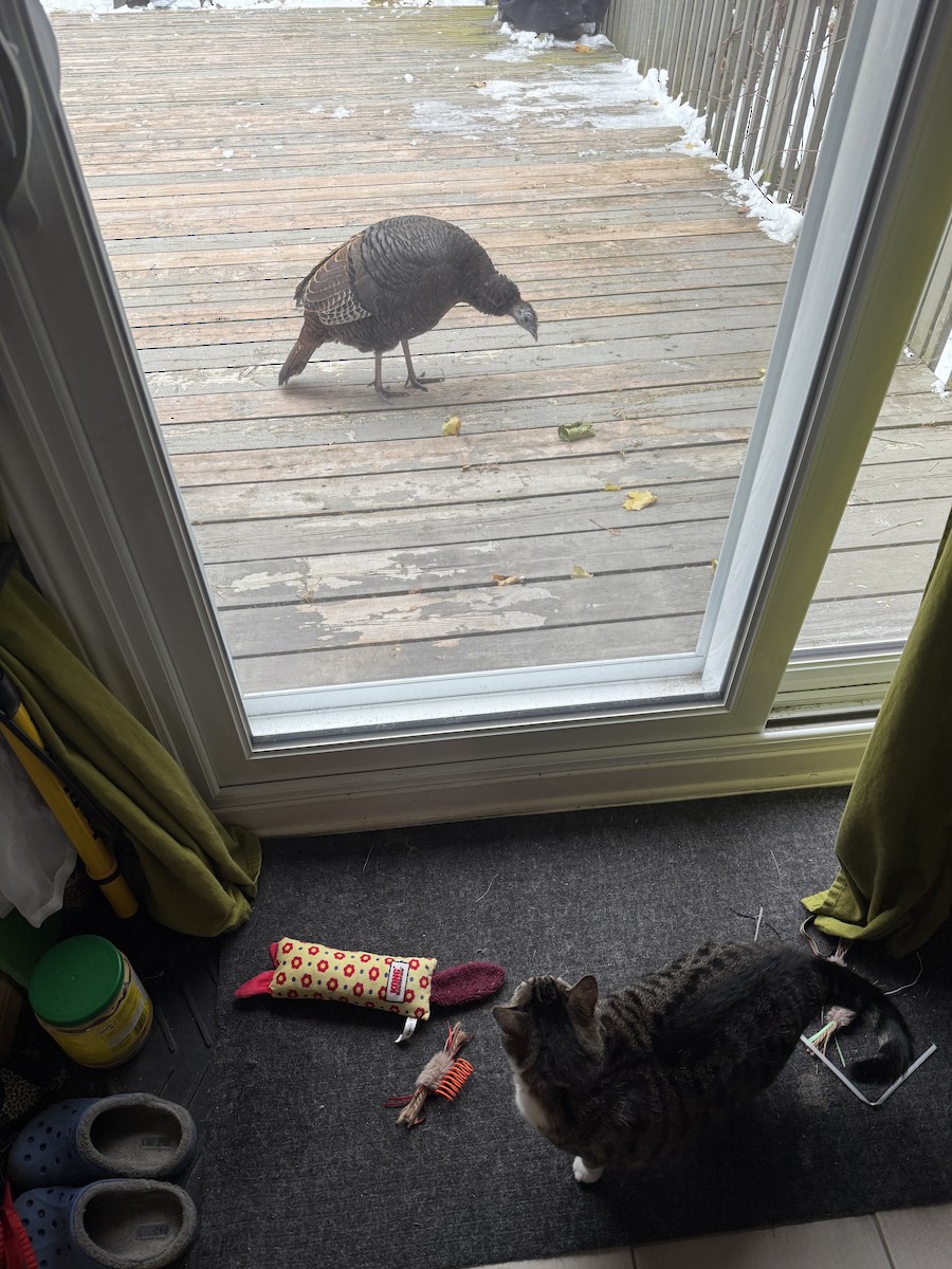 Wild Turkey - ML645492039