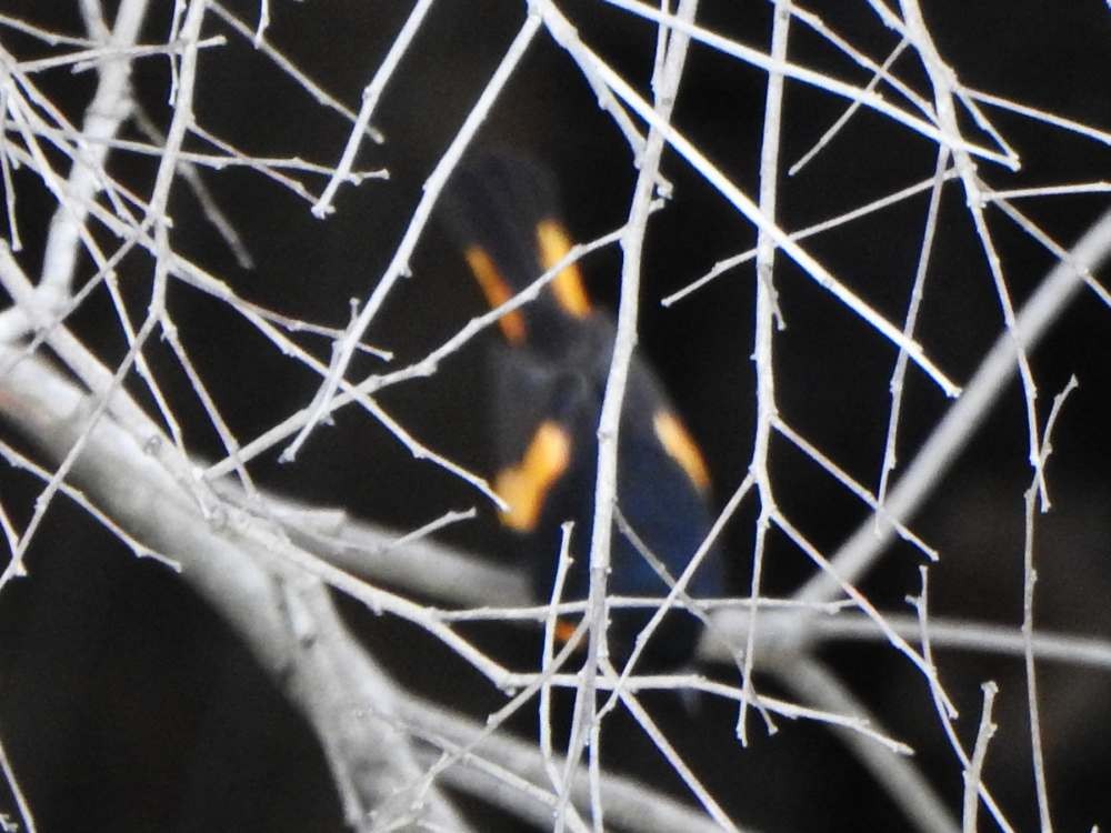 Горихвостковая древесница - ML645492042