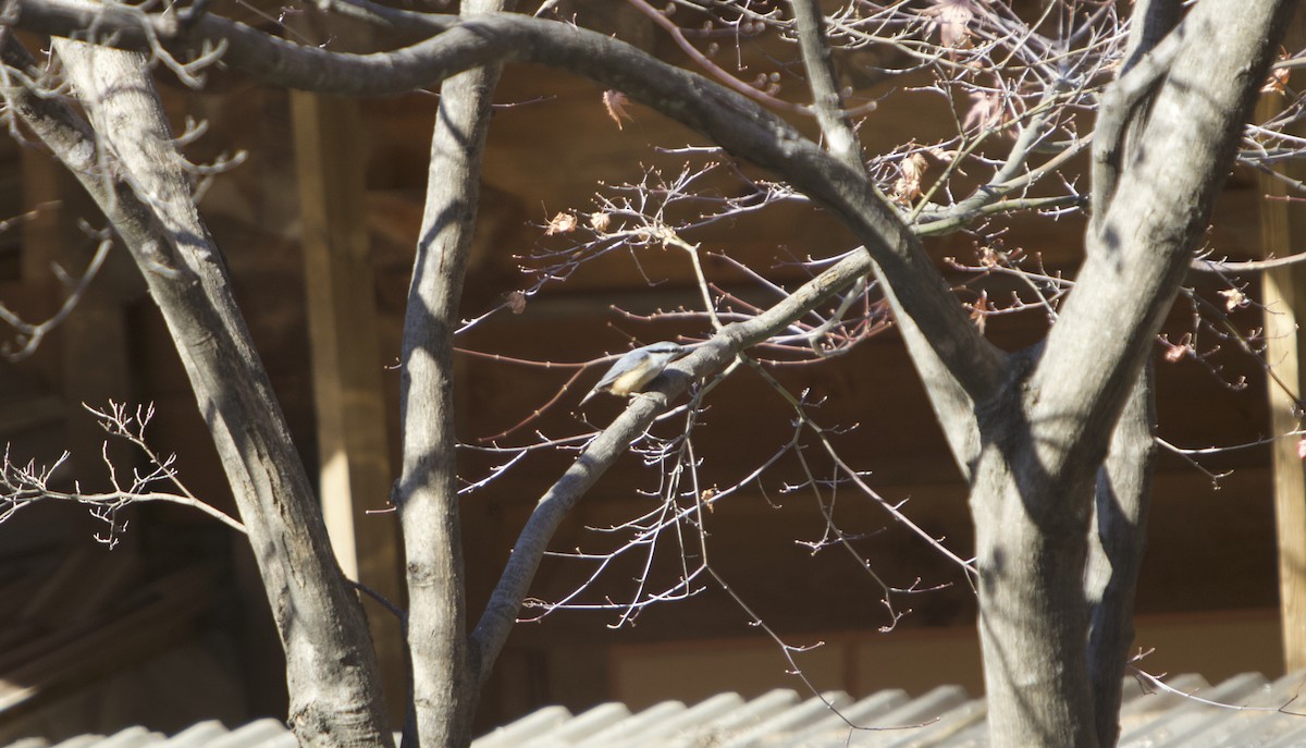 Garrapo eurasiarra - ML645492043