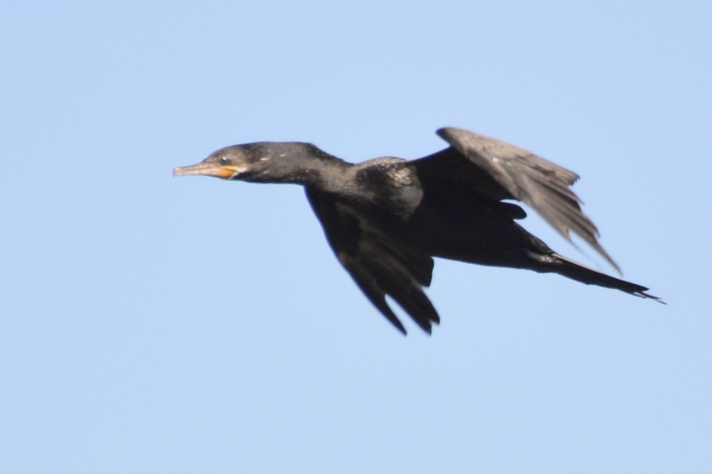 Cormoran à aigrettes - ML645492045