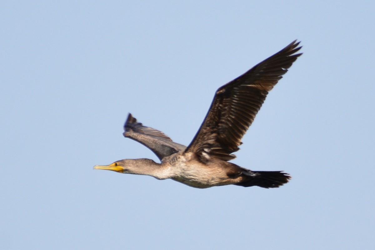 Cormoran à aigrettes - ML645492046