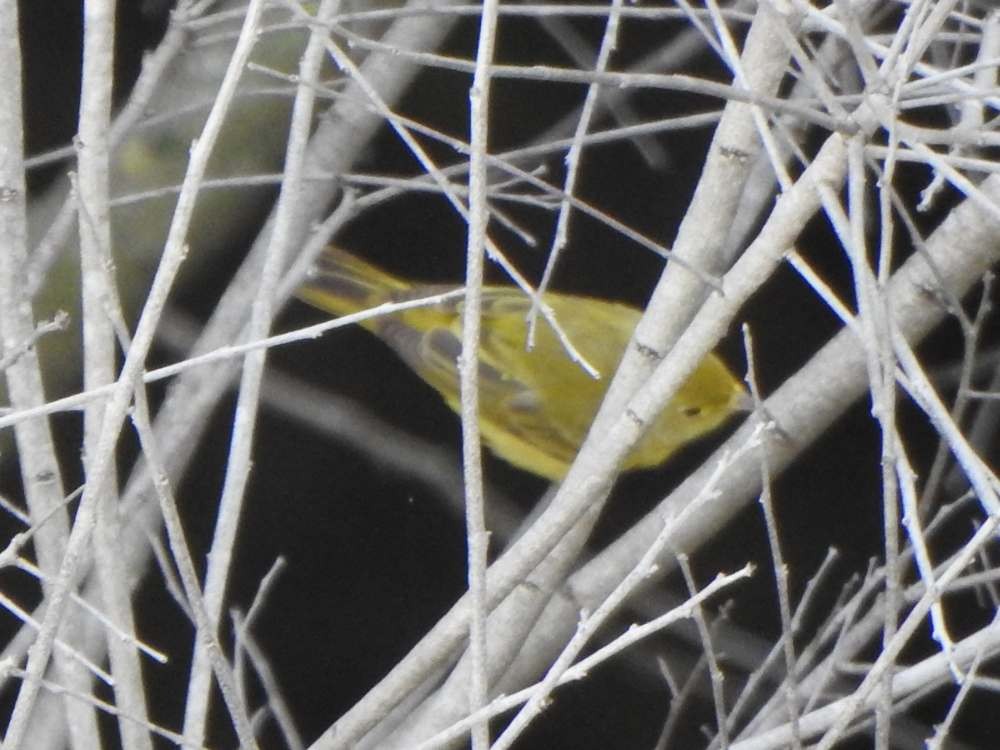 Northern Yellow Warbler - ML645492050