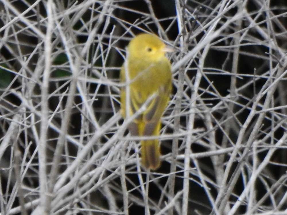 Northern Yellow Warbler - ML645492053