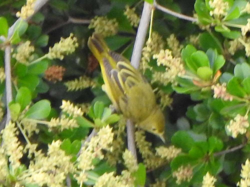 Northern Yellow Warbler - ML645492055