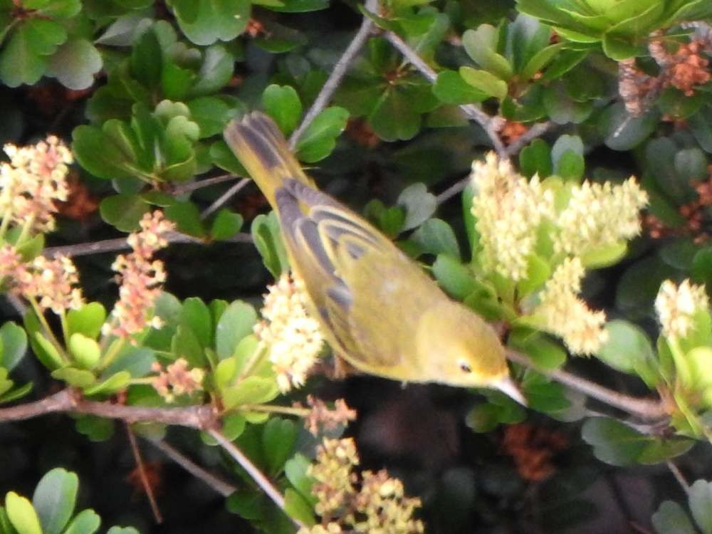 Northern Yellow Warbler - ML645492060