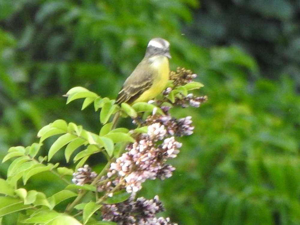 Красношапочный бентеви - ML645492068