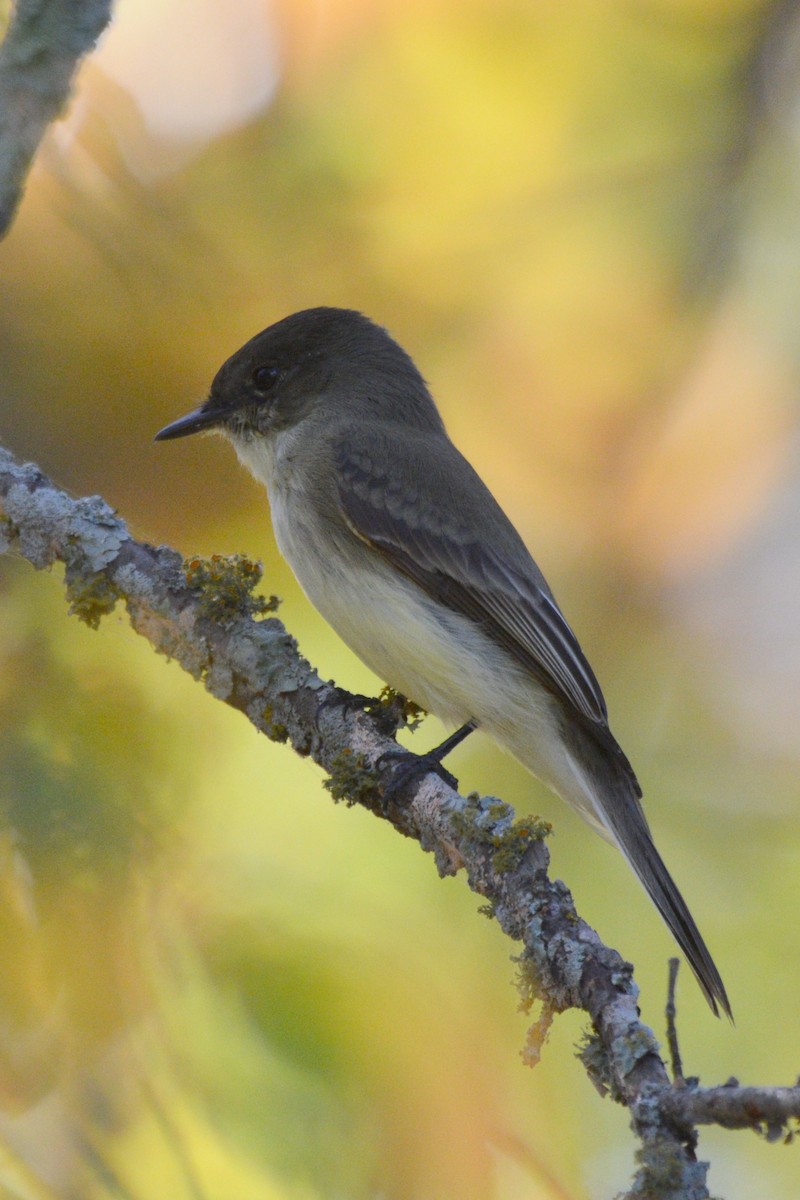 פיבי מזרחית - ML645492074