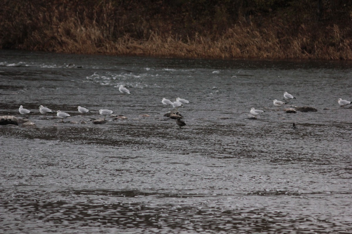 Harlequin Duck - ML645492082