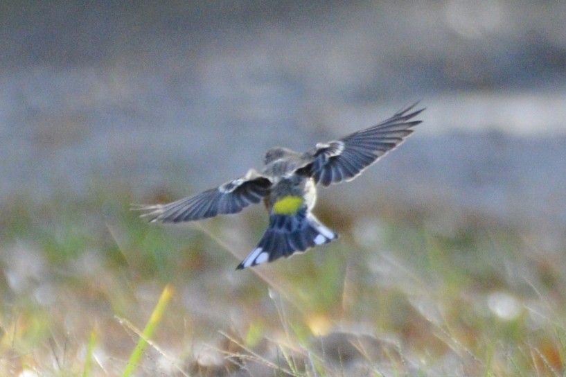 סבכון הכתר - ML645492086