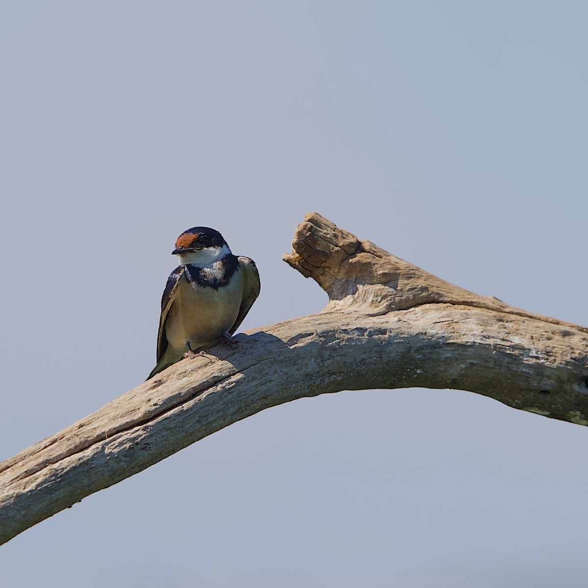 White-throated Swallow - ML645492087
