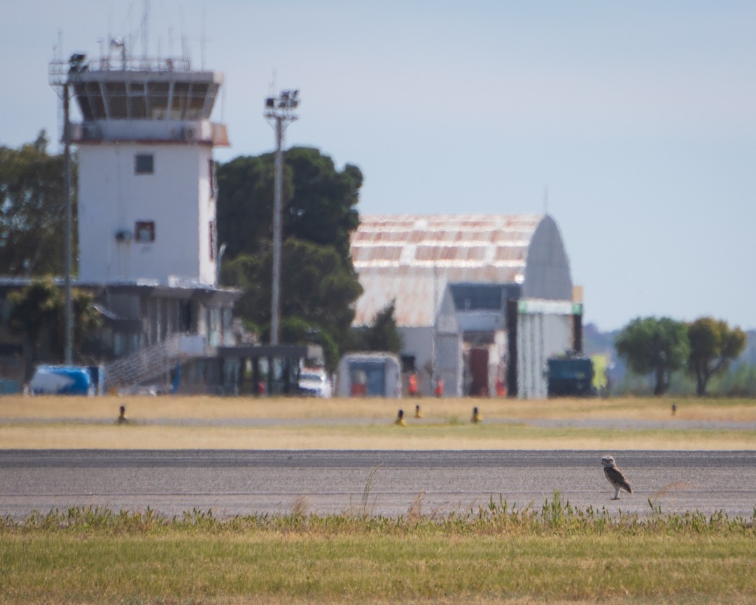 Burrowing Owl - ML645492121