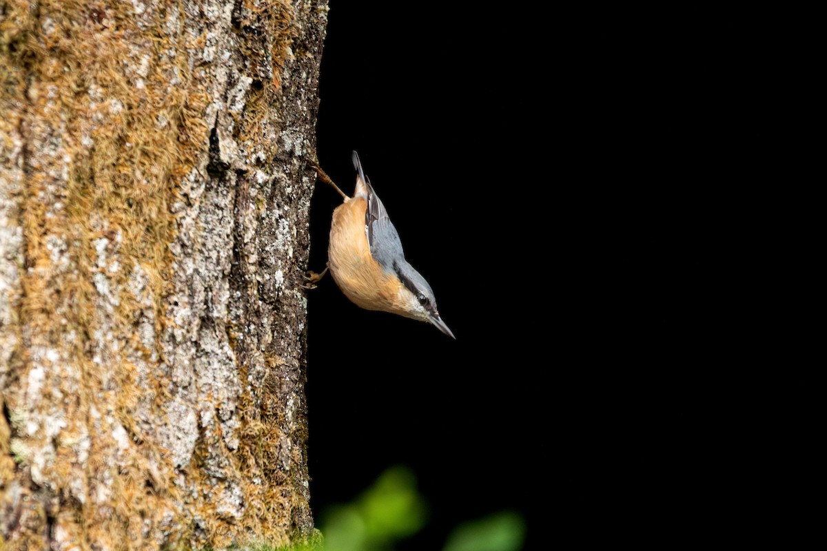 Garrapo eurasiarra - ML645492124