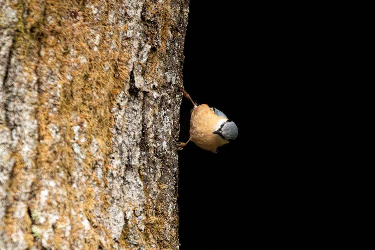 Garrapo eurasiarra - ML645492125