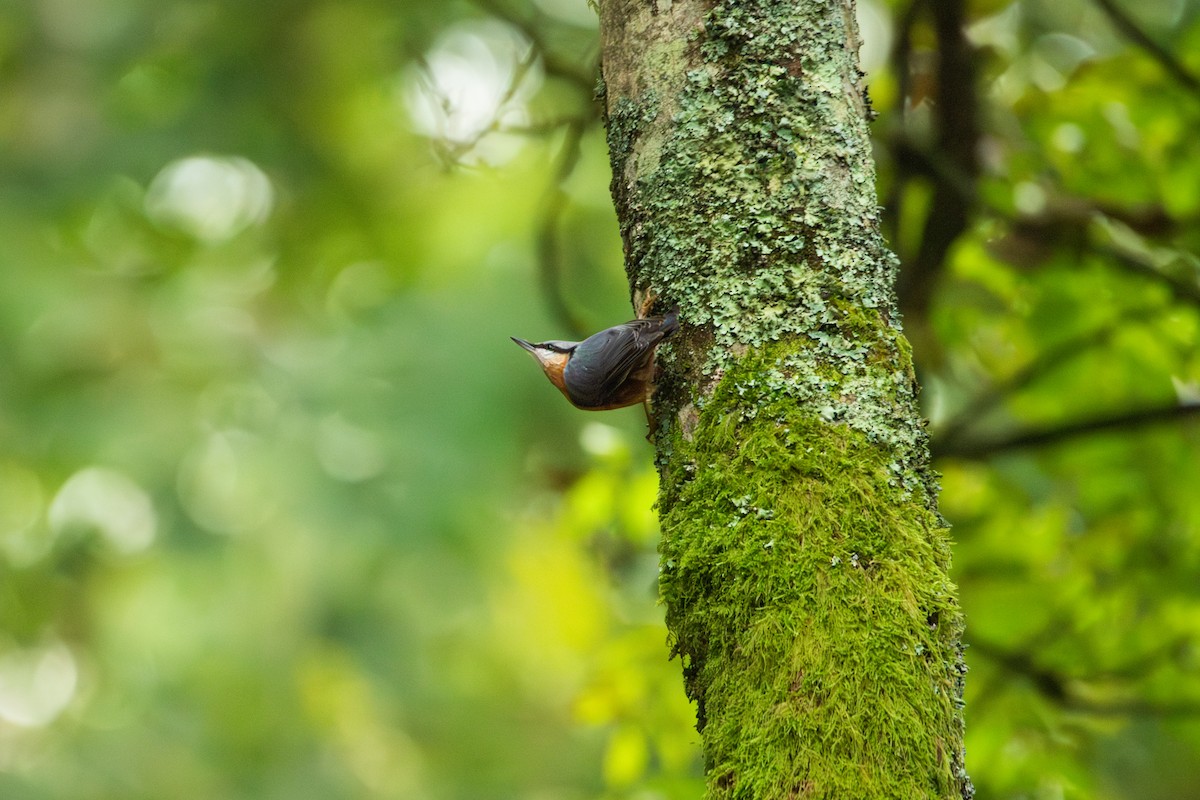 Garrapo eurasiarra - ML645492126