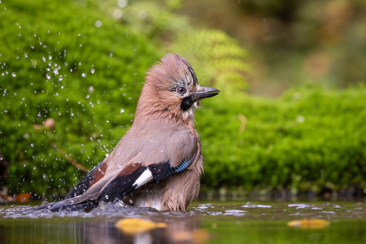 松鴉 - ML645492148