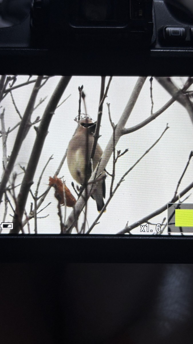 ヒメレンジャク - ML645492151