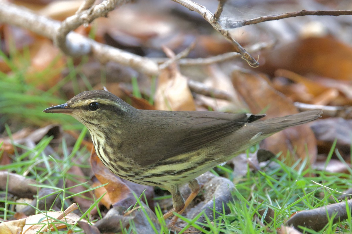 Northern Waterthrush - ML645492159