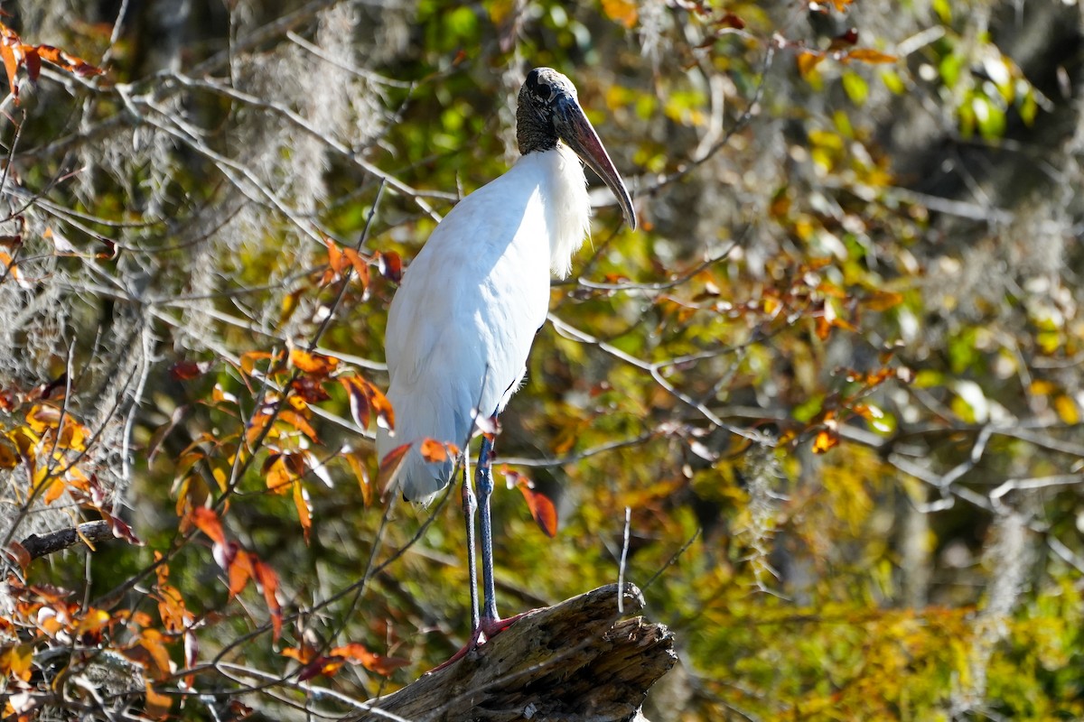 Tántalo Americano - ML645492166