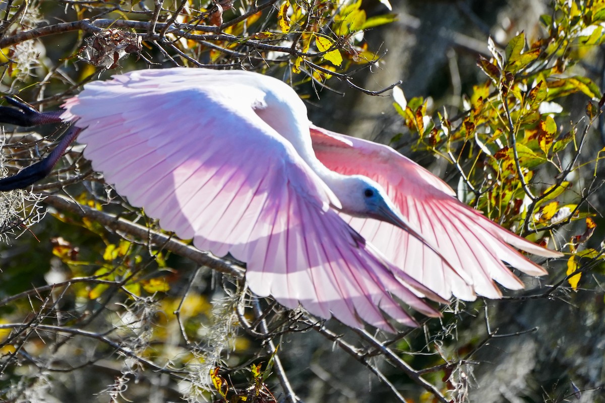 Espátula Rosada - ML645492170