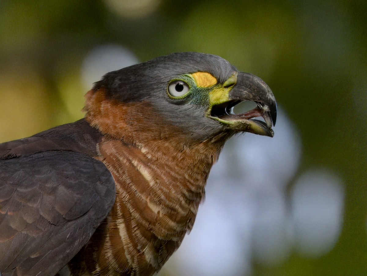 hákozobec neotropický - ML645492172