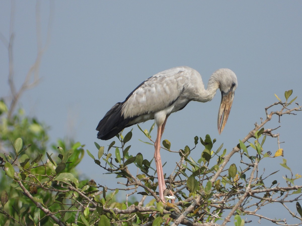 Asian Openbill - ML645492174