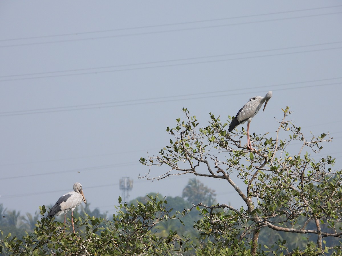 Asian Openbill - ML645492175
