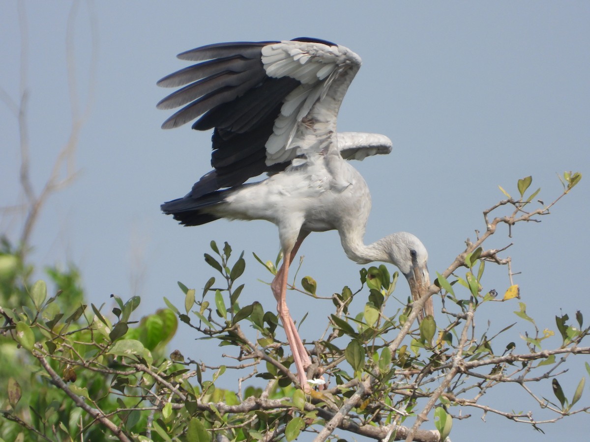 Asian Openbill - ML645492177