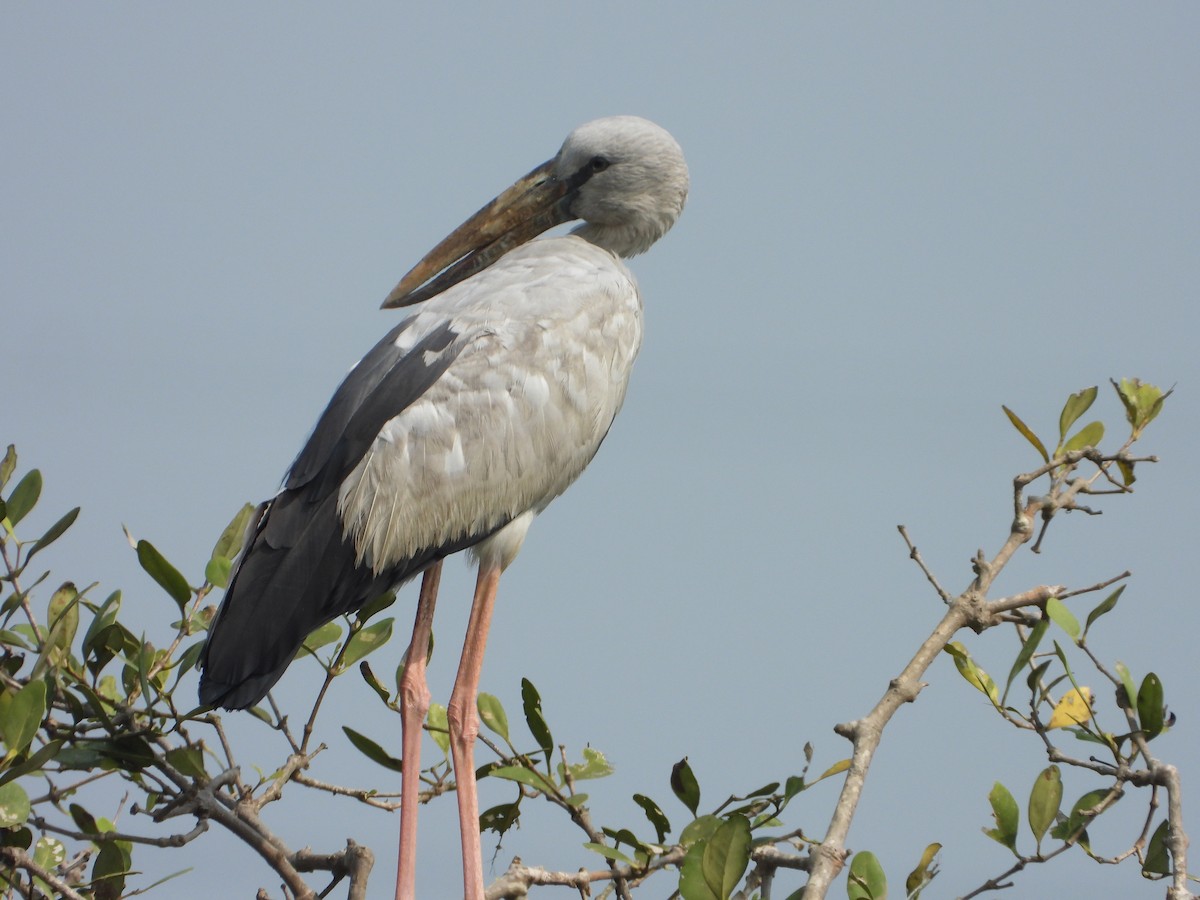 Asian Openbill - ML645492178