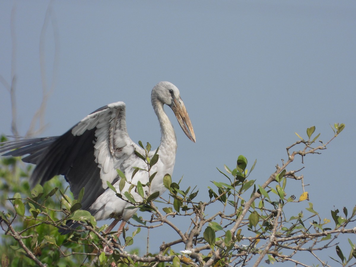 Asian Openbill - ML645492179