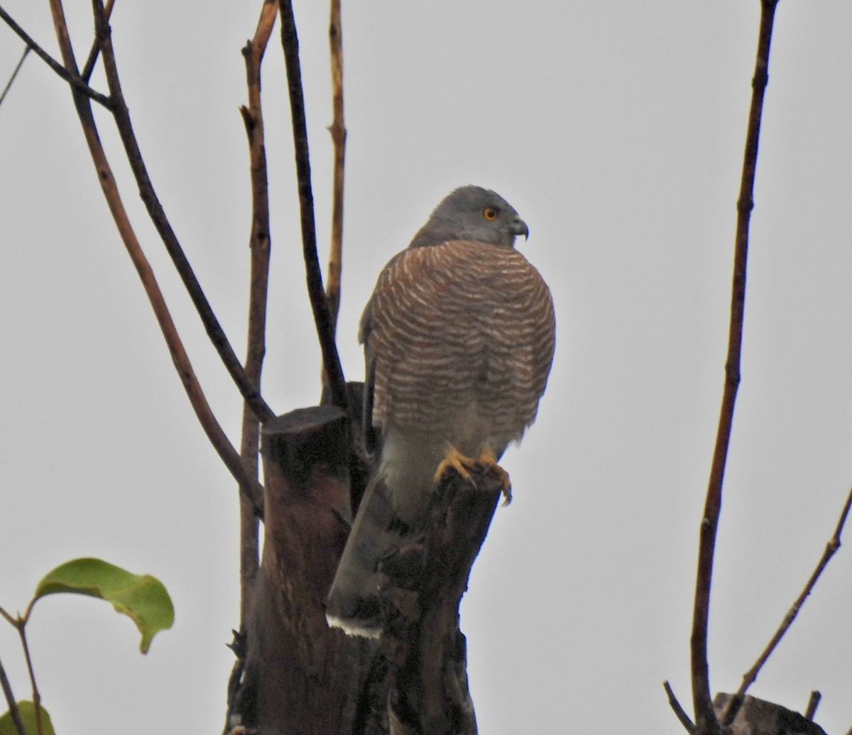 Shikra - ML645492185