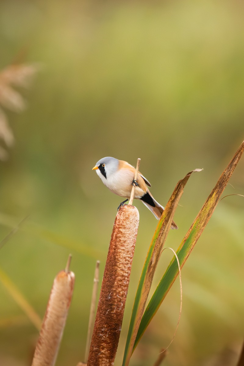 Bearded Reedling - ML645492186