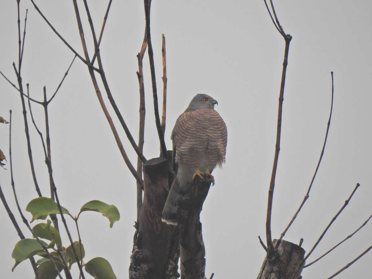 Shikra - ML645492187