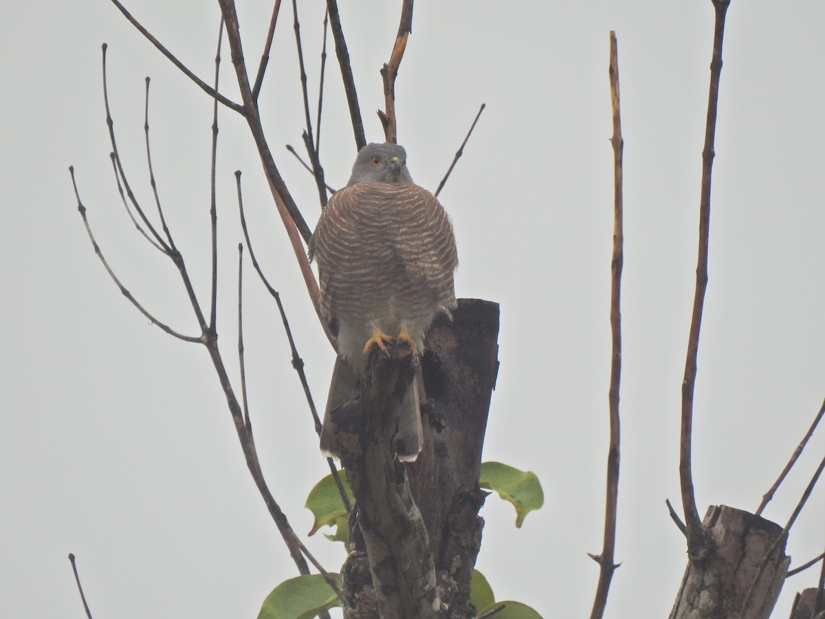 Shikra - ML645492188