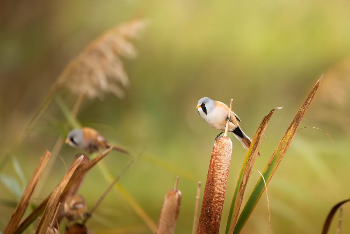 Bearded Reedling - ML645492189
