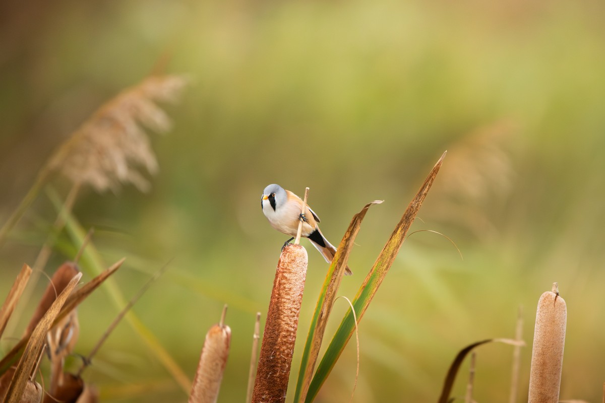 Bearded Reedling - ML645492190
