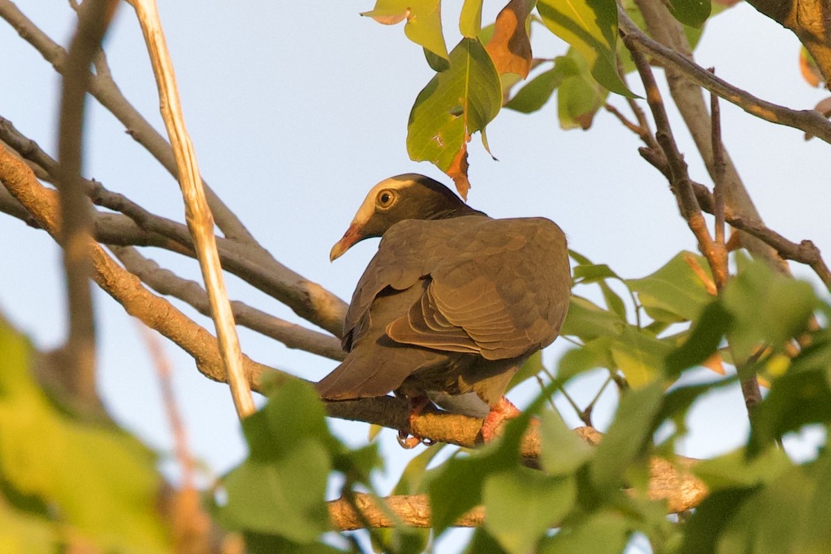 White-crowned Pigeon - ML645492192