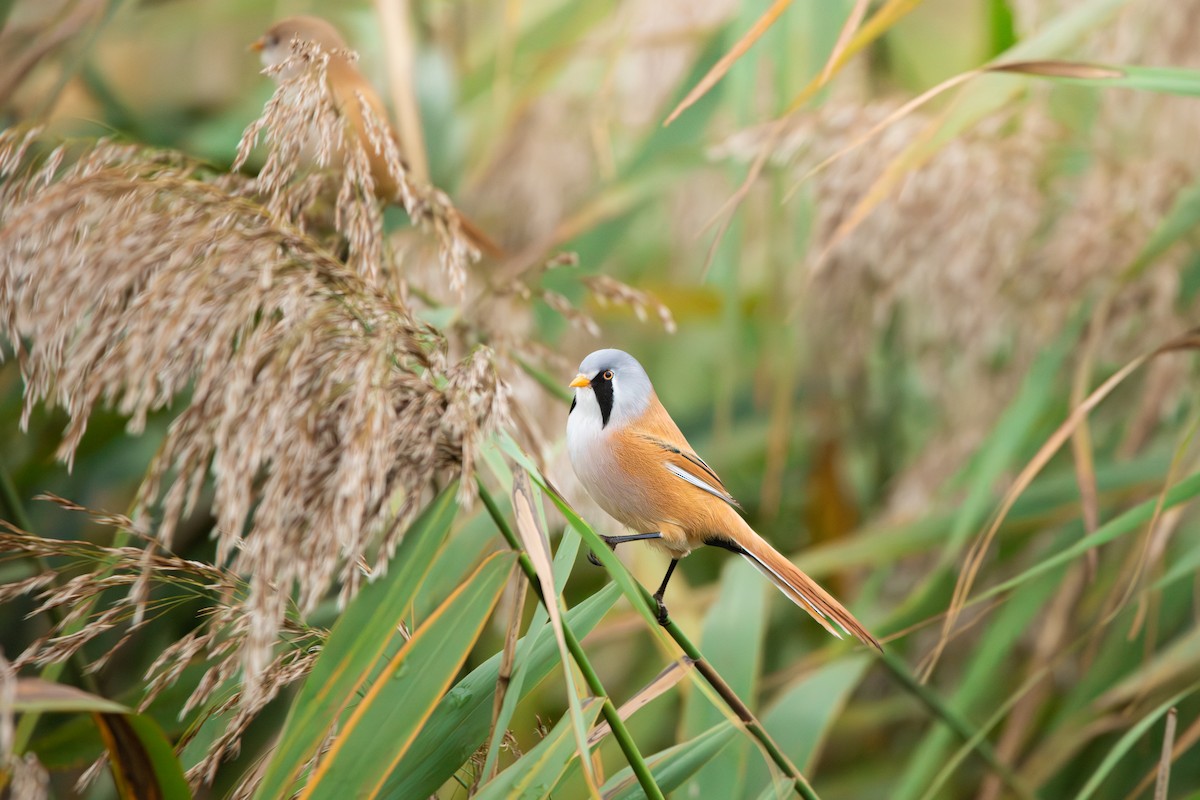Bearded Reedling - ML645492194