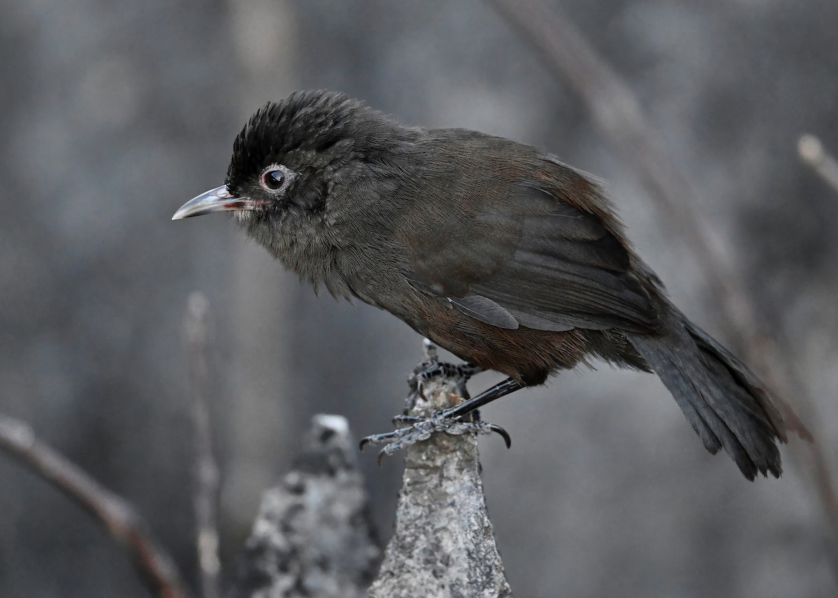 Sooty Babbler - ML645492195