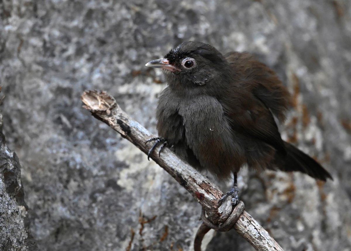 Sooty Babbler - ML645492196