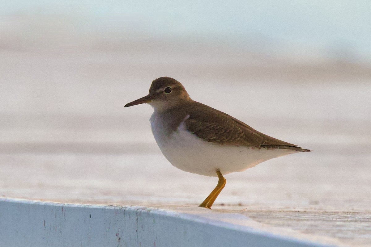 Spotted Sandpiper - ML645492197