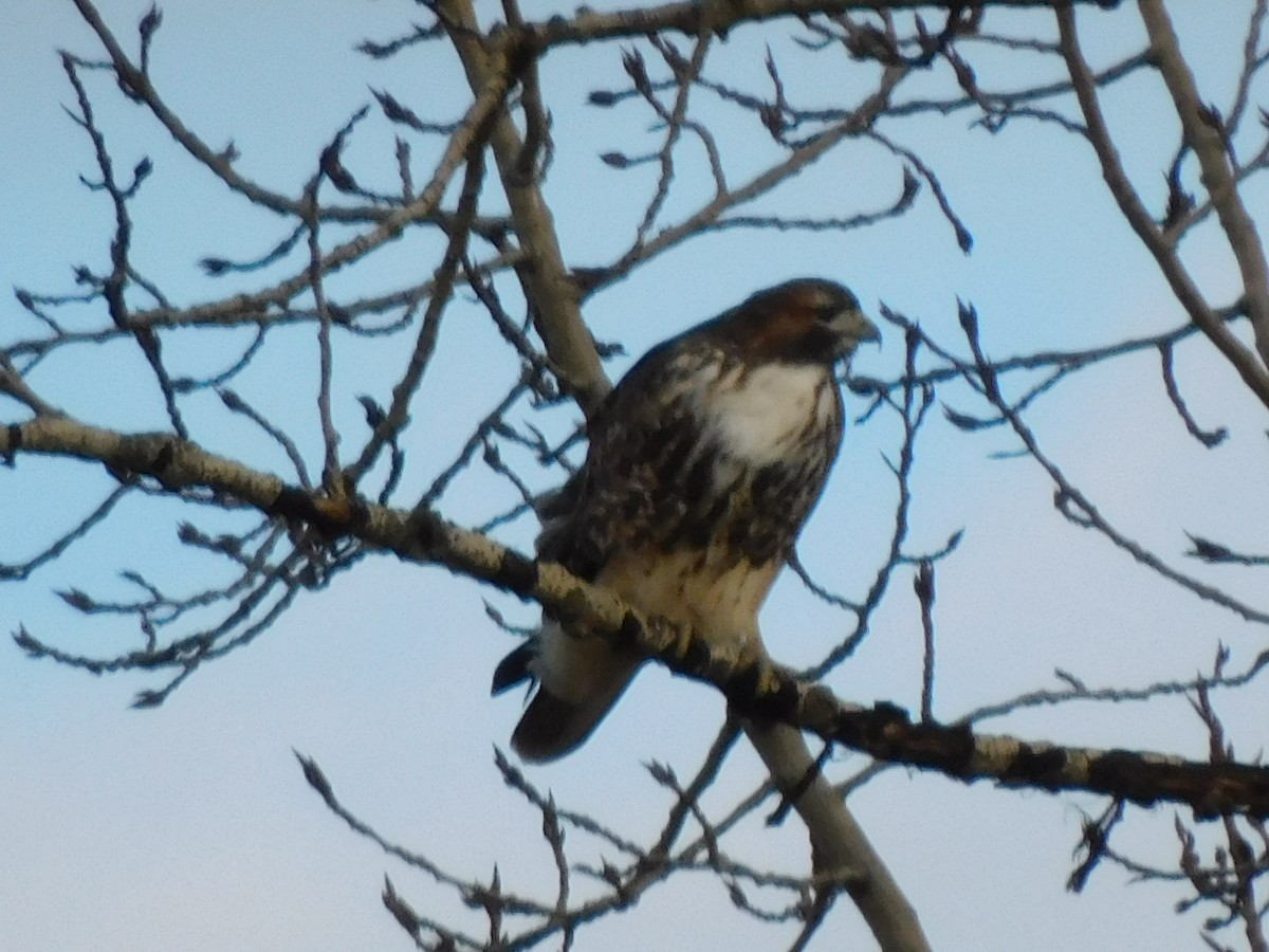Red-tailed Hawk - ML645492199