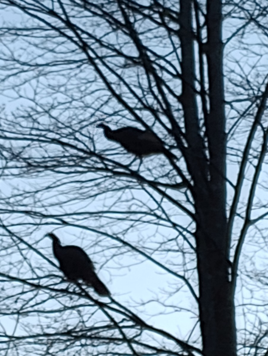 Wild Turkey - ML645492200