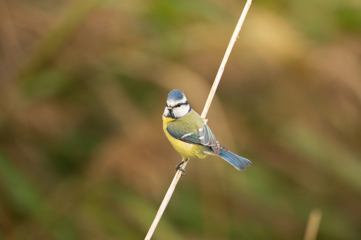Eurasian Blue Tit - ML645492201