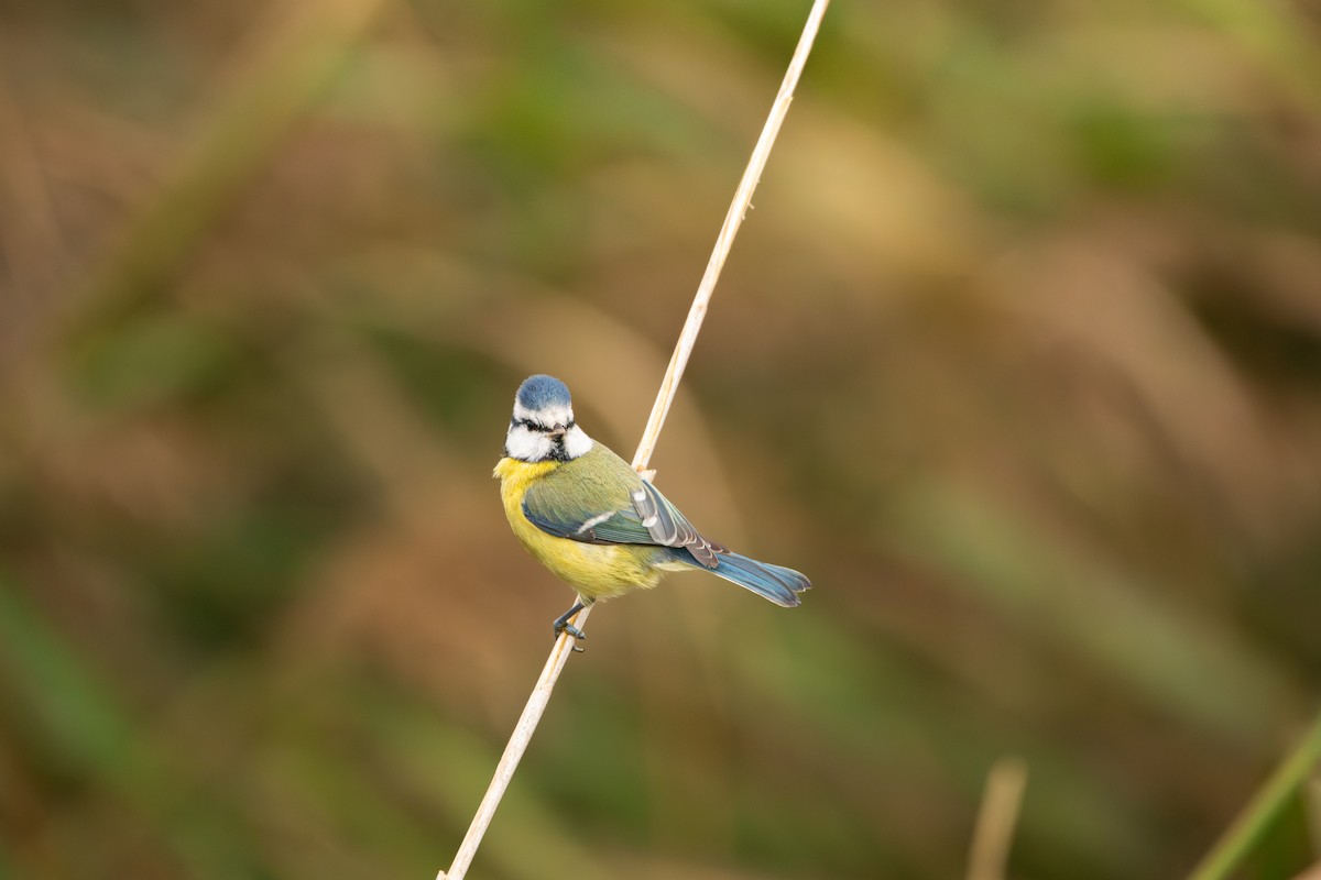 Eurasian Blue Tit - ML645492202