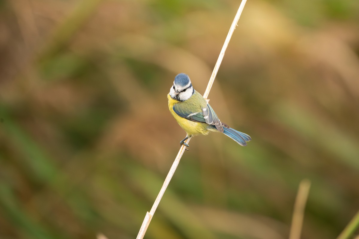 Eurasian Blue Tit - ML645492204