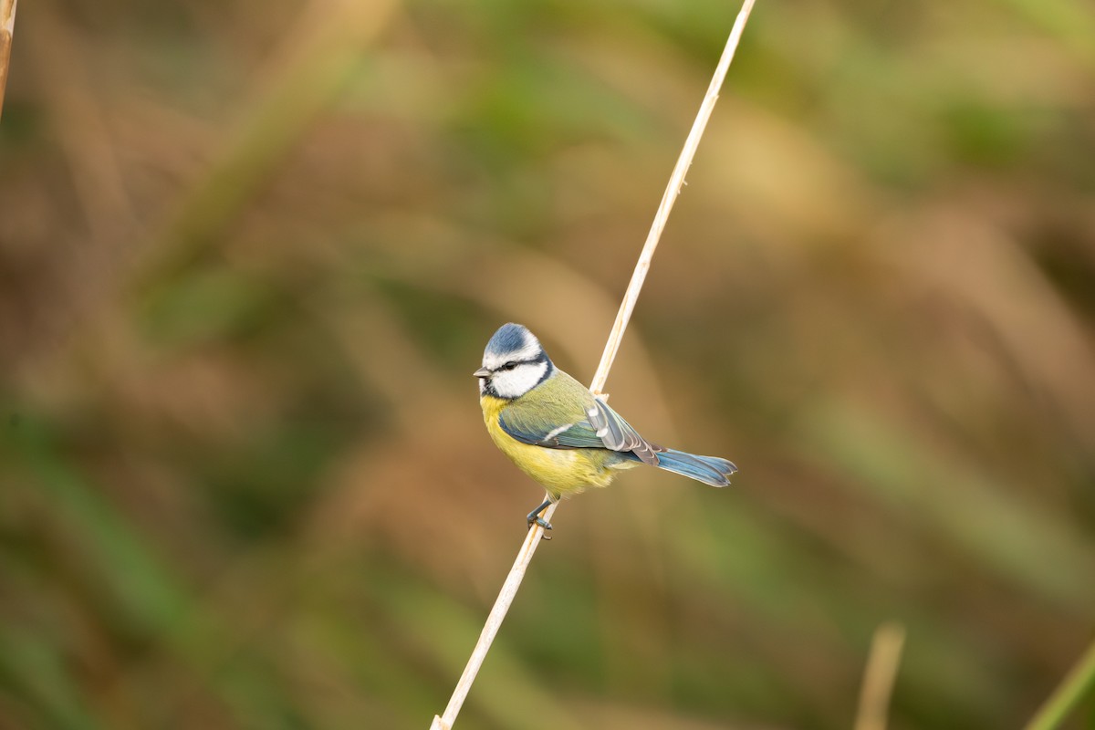 Eurasian Blue Tit - ML645492205