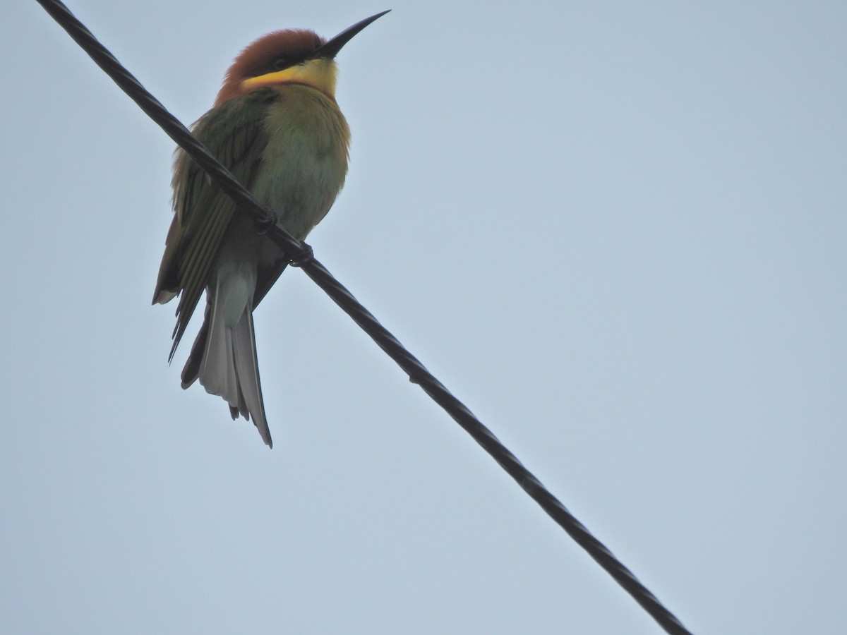 Chestnut-headed Bee-eater - ML645492207